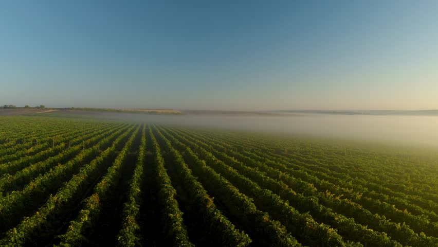 Morning fog over green vineyard rows captured by drone in cinematic light