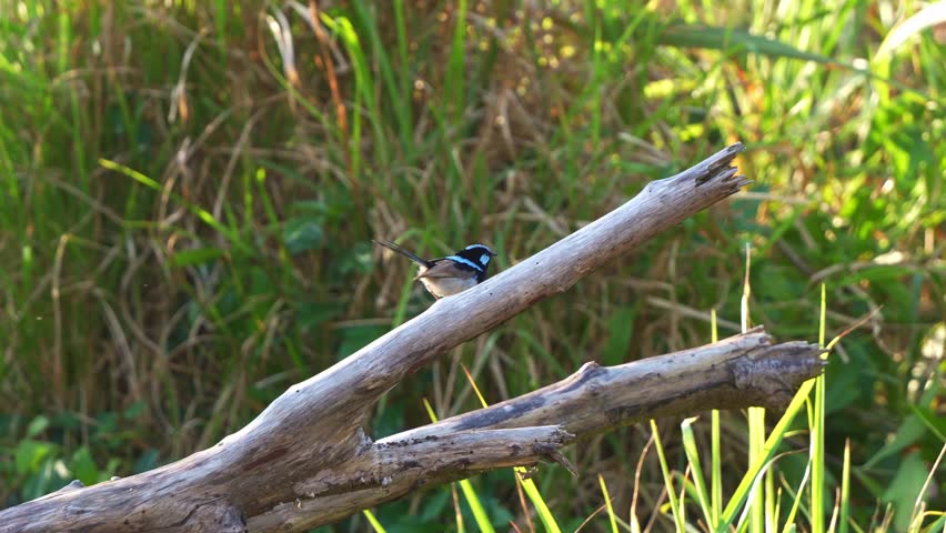 A male Superb Fairywren (Malurus cyaneus) with blue plumage, perched on a branch amidst dense tall grass and reeds, wondering around the surroundings, spread its wings and fly away, close up shot.