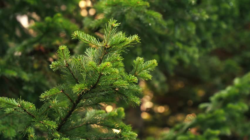 Evergreen spruce needles moving softly, Christmas background