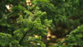 Evergreen spruce needles moving softly, Christmas background - Powered by Shutterstock - Get 15% off with code: PIKWIZARD15