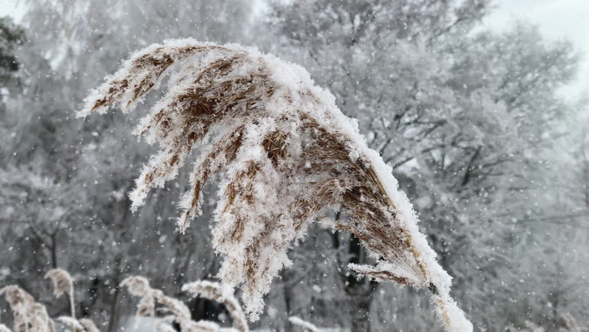 Close-up of a frosty reed bending under snowflakes during snowfall, with snowy trees in the background. Peaceful winter nature scene with soft light and cold atmosphere - Powered by Shutterstock - Get 15% off with code: PIKWIZARD15