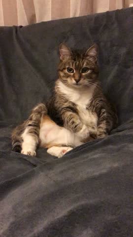 Cat sitting with relaxed posture on a plush gray fabric background video