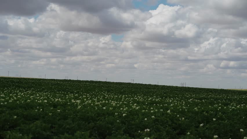 An expansive aerial-style view of lush, blooming potato rows stretching across the countryside, with a tranquil rural horizon and buildings in the