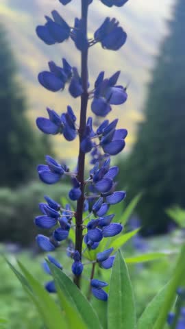Close up of a lupin flower with a focus pull revealing a scenic mountain valley at sunrise