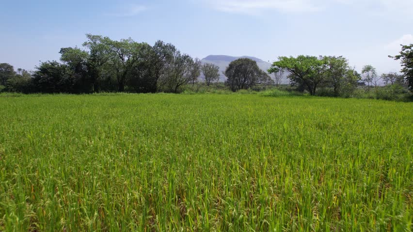 Rice paddy field near Samruddhi Mahamarg, Mumbai Nagpur expressway, Western Ghats, Maharashtra, drone shot
