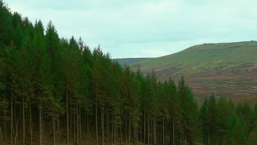 Green coniferous forest growing along mountain slope with high peak visible ahead. Tall pine trees rising beside hillside under cloudy sky. Evergreen woodland spreading near mountain ridge with