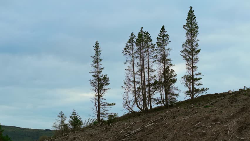 Silhouetted Trees Majestically Standing Vertically Against Dramatic Cloudy Sky, Creating Stunning Scene. Stunning silhouettes of tall trees gracefully create captivating landscape that harmonizes