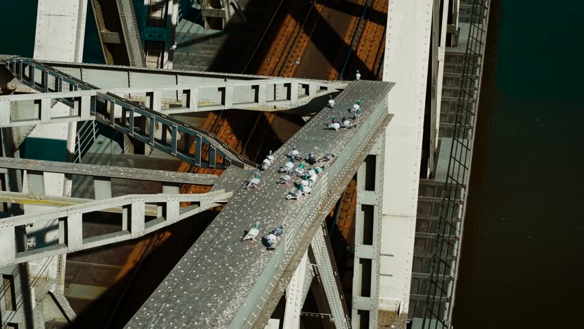 Pigeons flocking on sunlit steel beam of metal bridge above river. Birds gathering on riveted surface near lattice trusses and water reflections. Doves resting and flying around exposed iron structure