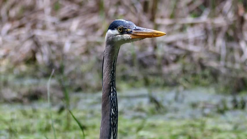 Great Blue Heron standing still in a marsh, slowly turning to face the camera and locking its gaze on the photographer. The bird has an intense look that contrast with the natural wetland background.