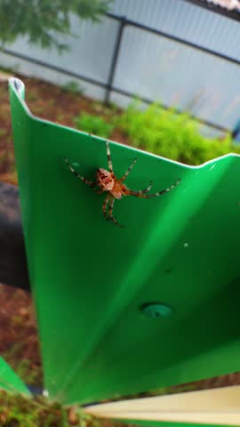 A vertical close-up of a brightly colored European Garden Spider (Araneus diadematus) with a distinctive cross pattern on its abdomen, sitting on the curved edge of a vibrant green corrugated metal