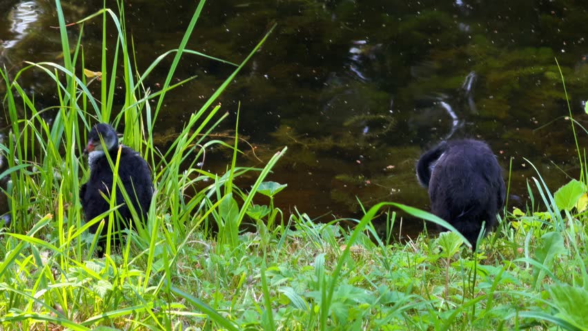 A low-angle close-up featuring two adorable fluffy juvenile Eurasian Coots with black bodies and pale heads, standing on a bright green grassy bank beside a dark pond, engaging in preening behavior