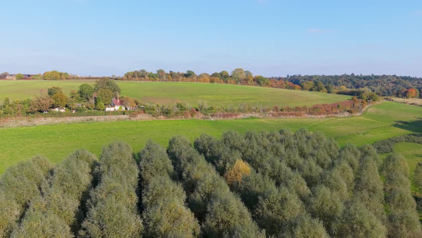Aerial drone orbit above golden autumn trees in linear rows. Flying 5–10 metres over the treetops, the camera rotates towards the sun, highlighting warm colors and a hazy blue sky.