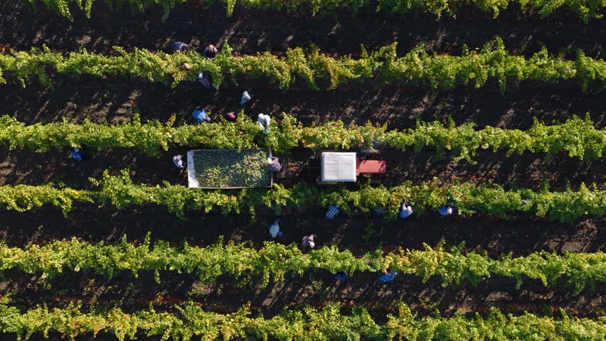 Drone tracking tractor moving through vineyard with workers harvesting and loading grapes into trailer