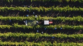 Drone tracking tractor moving through vineyard with workers harvesting and loading grapes into trailer - Powered by Shutterstock - Get 15% off with code: PIKWIZARD15