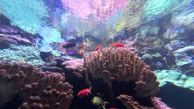 Super colorful and lively coral reef aquarium with bright neon colored fish. - Powered by Shutterstock - Get 15% off with code: PIKWIZARD15