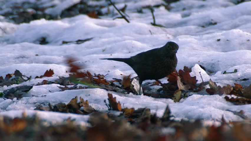 Blackbird pecking for food in the winter snow medium 4k shot selective focus