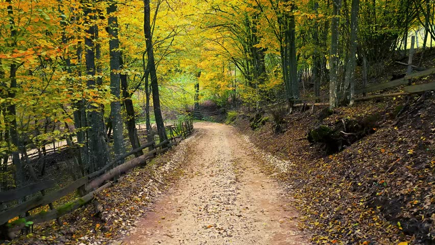 Narrow dirt road winding between colorful autumn trees in calm afternoon light