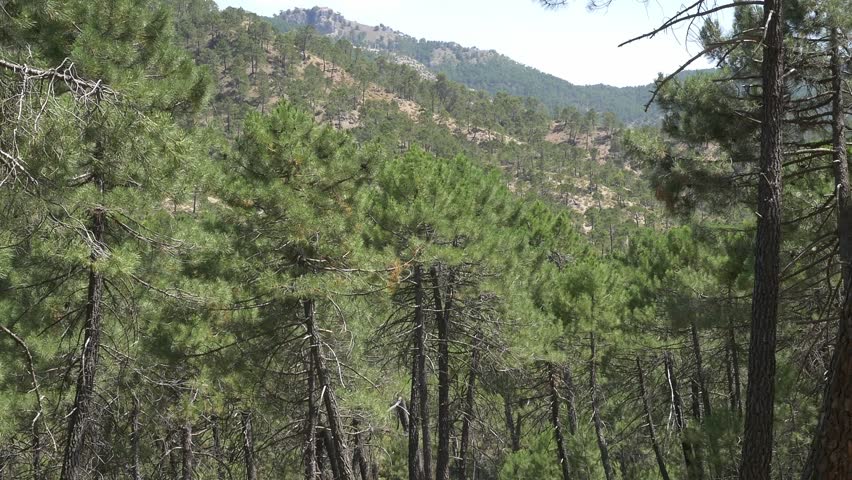 pine forest on a hillside, with rugged mountains in the background under a clear sky.