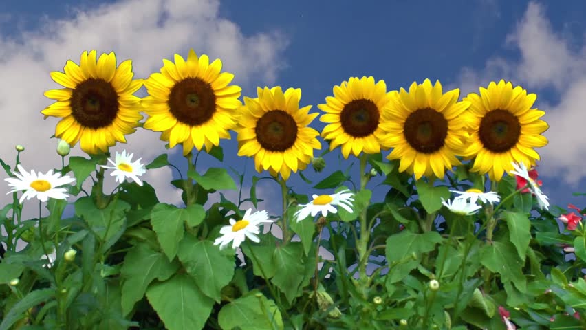 Sunflowers Daisies Flowers Blue Sky Background Stock Footage Video 100 Royalty Free 3924044 9445