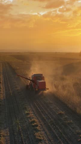 Drone shot of combine harvester revolving reel harvesting soybean crops in cultivated agricultural field at sunset, beautiful autumn landscape and big tree in a field