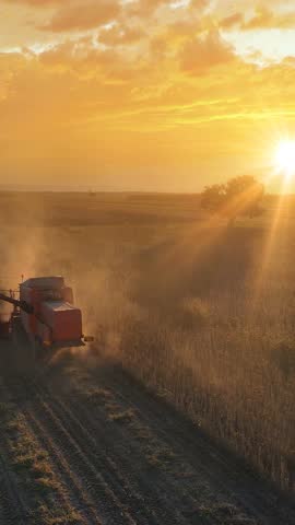 Drone shot of combine harvester revolving reel harvesting soybean crops in cultivated agricultural field at sunset, beautiful autumn landscape and big tree in a field