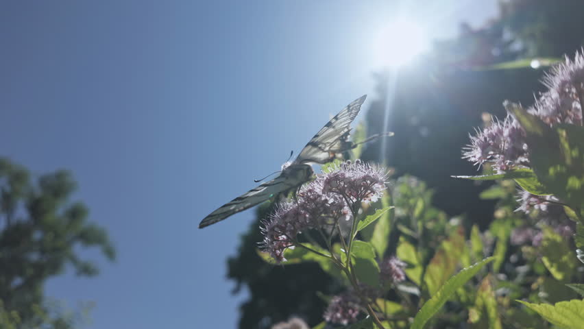Back view from below of Scarce Swallowtail butterfly waves its wings and drink nectar from the rosy pink meadowsweet, backlit by sun against blue sky