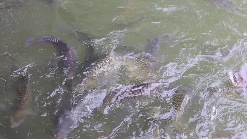 Feed the fish in the pond that are competing for food.