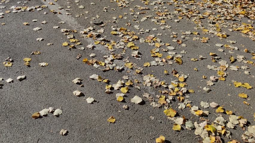 Autumn beautiful yellowed trees and sun in October