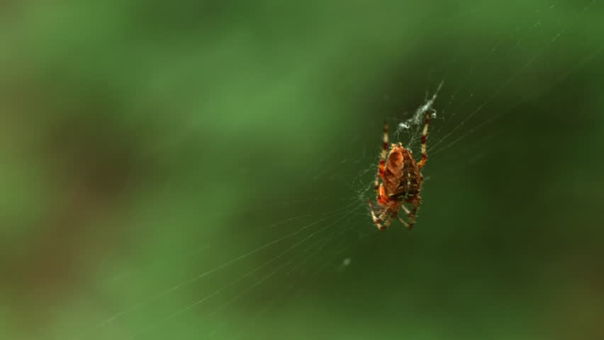 Spider Cross Orbweaver swings in web waiting for prey (Araneus diadematus) the colors of the spider highlighted by the sun