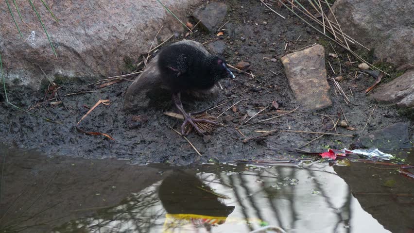 A chick of Australasian swamphen (Porphyrio melanotus) standing on muddy ground, foraging for food in the shallow water, close up shot.