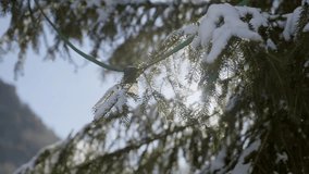 Close up on pine tree needles and branches with melting snow as sun shines. Sunny day outdoors in small European ski town or resort village. White snow on winter day melting and dripping from heat - Powered by Shutterstock - Get 15% off with code: PIKWIZARD15