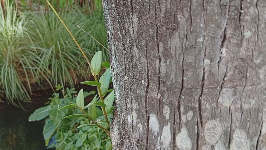 Textured tree bark with wild orchid. Dendrobium crumenatum orchid