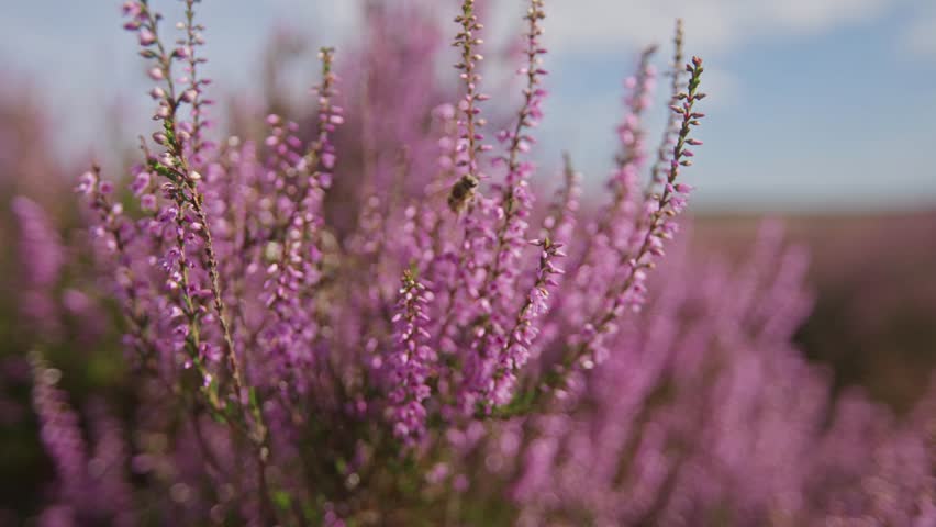 Close up of a honey bee harvesting honey and pollen on pink purple heath flowers in full bloom