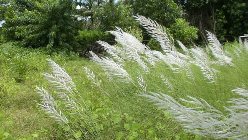 Autumn Kans grass in full bloom, tall white plumes creating a peaceful rural scene in Bangladesh.