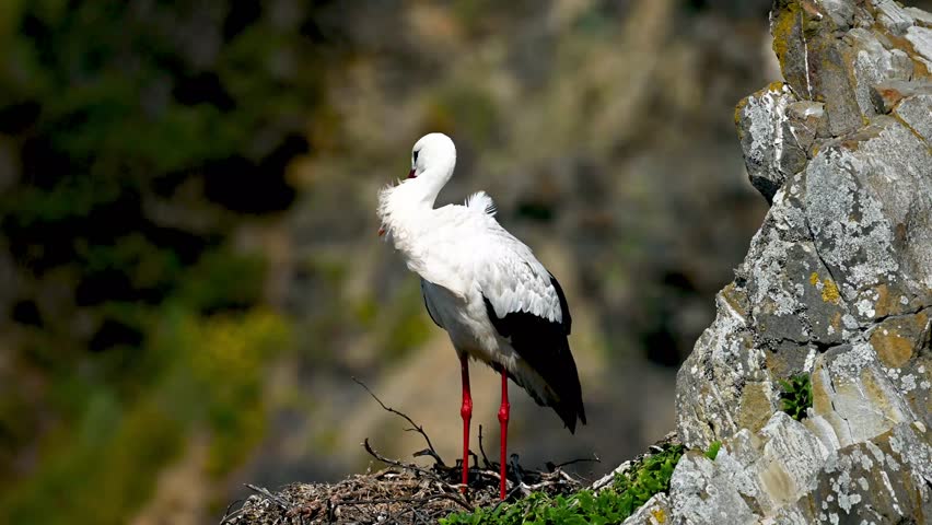 White stork standing on a nest built on the edge of a cliff by the sea