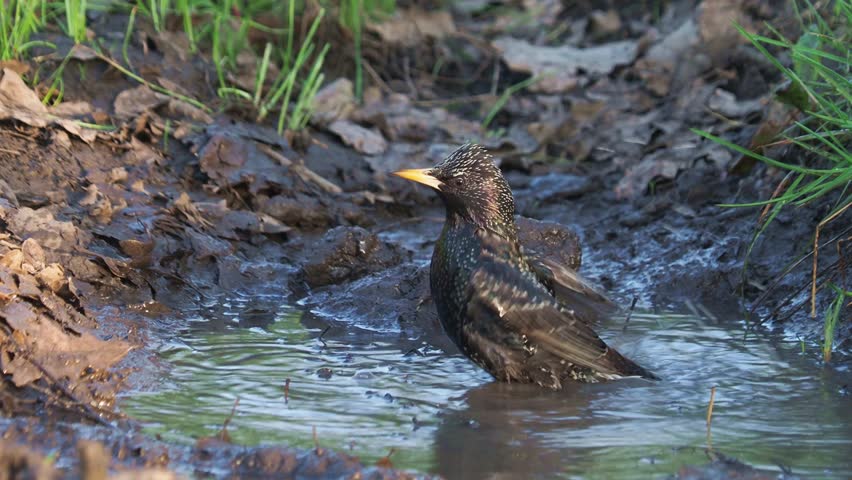 European starling bird taking a bath in a natura pond in a forest