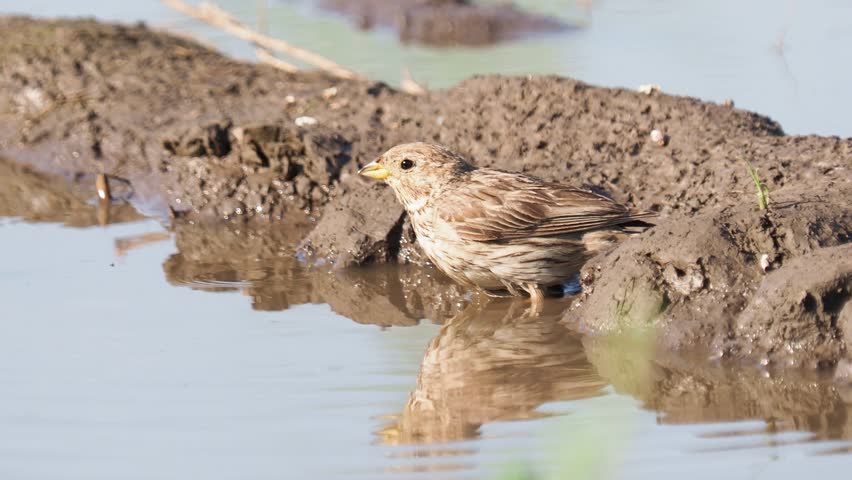 The corn bunting bird taking a bath in a natural pond, Emberiza calandra