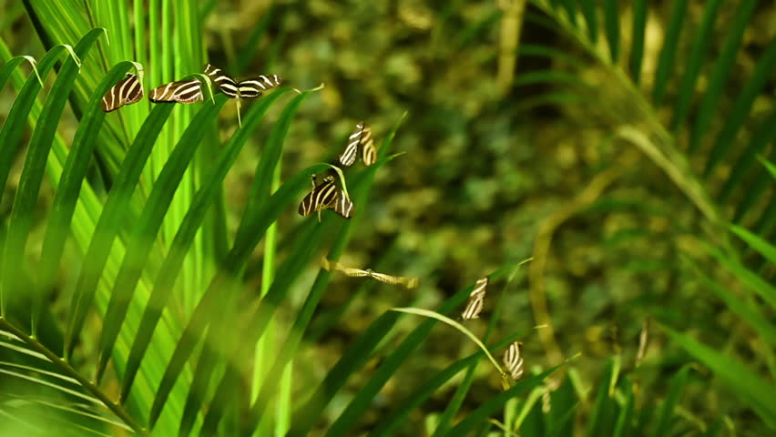Slow motion video of Zebra Longwing butterfly Heliconius charithonia with black wings and bright yellow stripes, native to the Americas. Elegant and slender, often seen fluttering among tropical