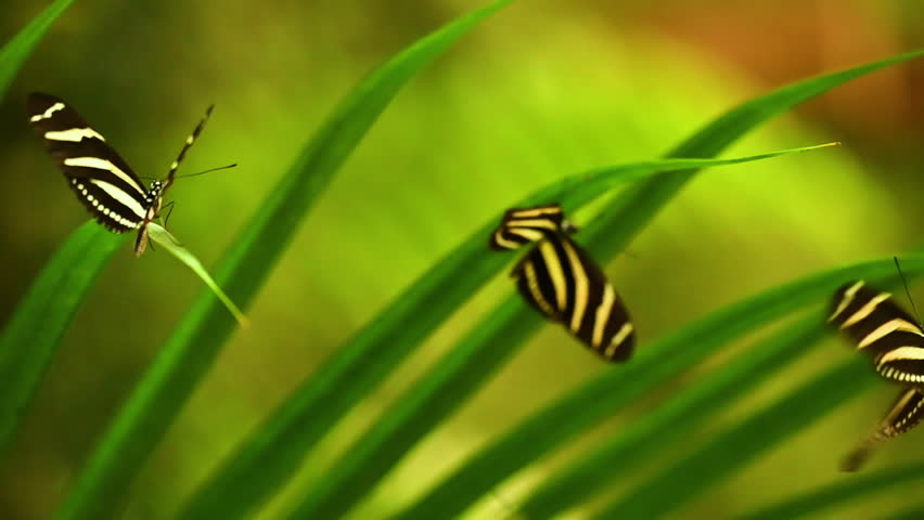 Slow motion video of Zebra Longwing butterfly Heliconius charithonia with black wings and bright yellow stripes, native to the Americas. Elegant and slender, often seen fluttering among tropical