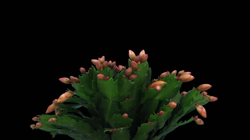 Time lapse of growing and blooming orange Christmas cactus (Schlumbergera) isolated on black background
