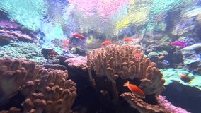 Super colorful and vibrant coral reef aquarium. Neon colored tropical fish swimming in a warm, tropical, shallow reef. - Powered by Shutterstock - Get 15% off with code: PIKWIZARD15