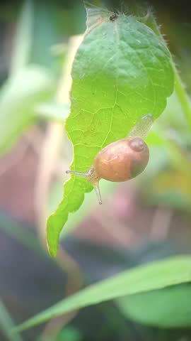 Snail crawl on a green leaf with closeup footage