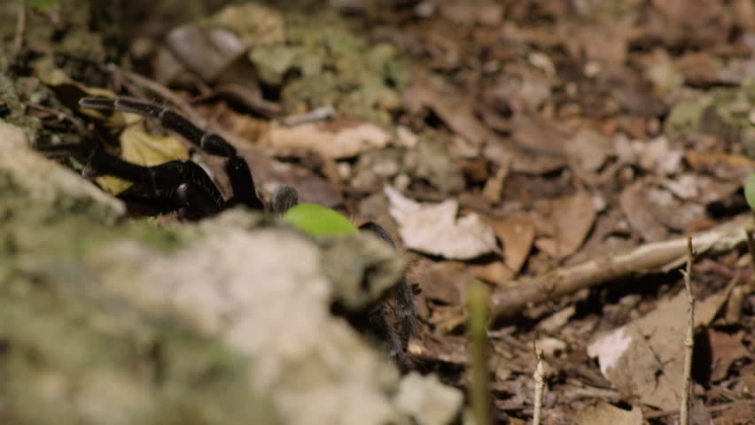 Close shot of a tarantula walking slowly over rocky ground. The scene highlights its detailed texture and natural movement, showcasing the fascinating world of wild arachnids.