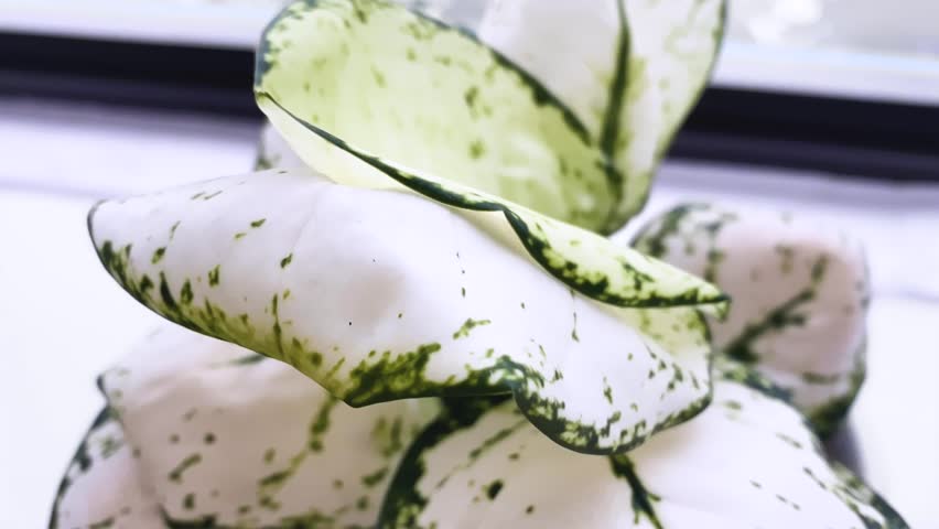 Made a small tree by the window makes you feel comfortable and at ease.