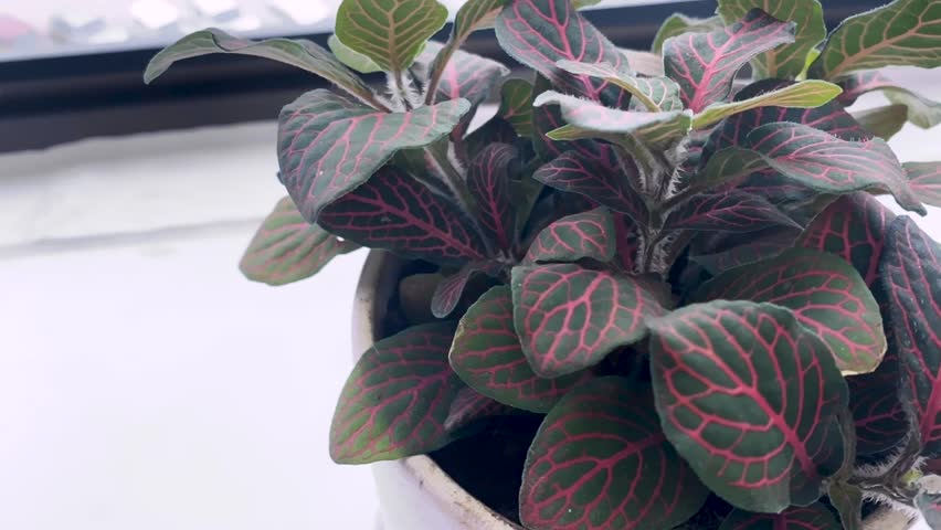 Made a small tree by the window makes you feel comfortable and at ease.