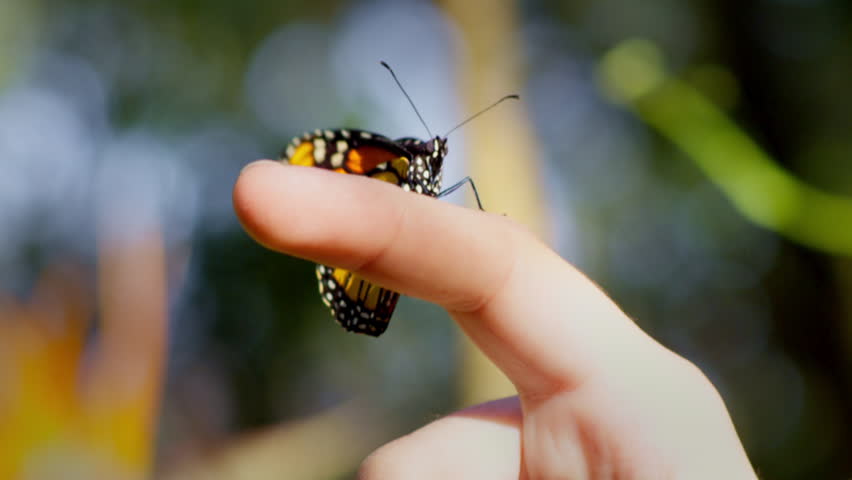 A delicate monarch butterfly rests on a human finger. With gentle grace, it spreads its orange wings and lifts off into the air.