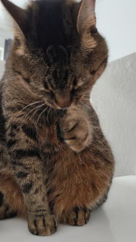 Cat washes paws. Hygiene animal. Portrait head tongue