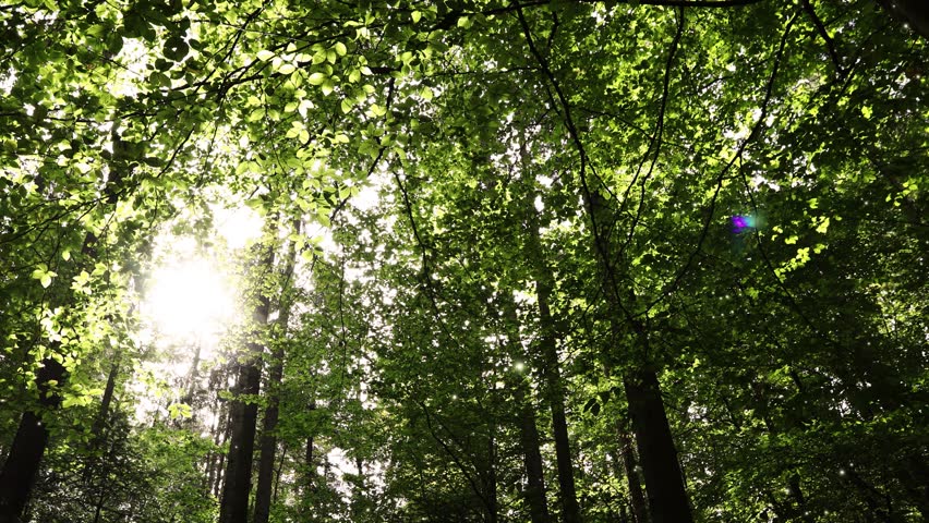 Fantasy sun rays in green forest with flickering fireflies animation.