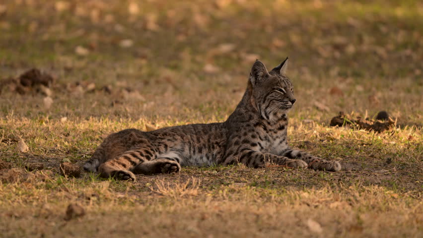 Bobcat Sits in Golden Evening Light in Field in Big Bend