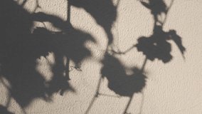 Natural pattern from plants, shadows of branches with leaves overlay on wall. Soft transparent light and shadows from grapevine with foliage on wall, visual effect. Gray shadow of foliage on plaster - Powered by Shutterstock - Get 15% off with code: PIKWIZARD15